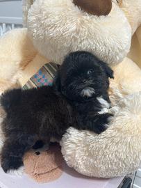 Maltipoo Chocolate