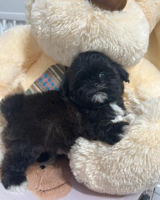 Maltipoo Chocolate