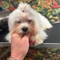 Maltese coreano 7 mesi