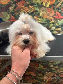 Maltese coreano 7 mesi