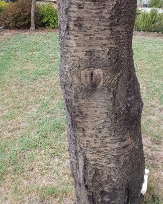 Tronco di ciliegio