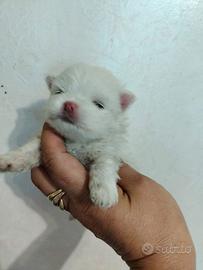 Spitz Pomerania NANO con pedigree ENCI