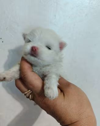 Spitz Pomerania NANO con pedigree ENCI