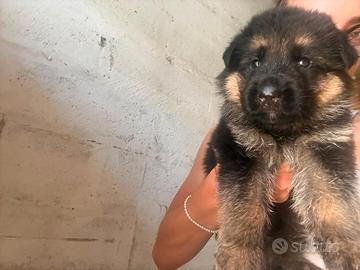 Cuccioli di pastore tedesco