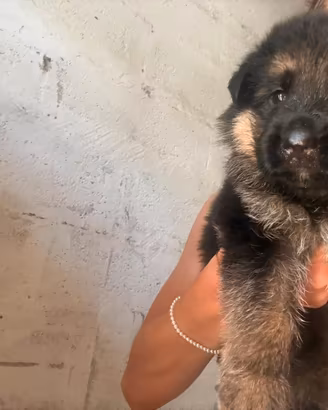 Cuccioli di pastore tedesco