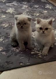 Gatti cuccioli Scottish Fold e straight
