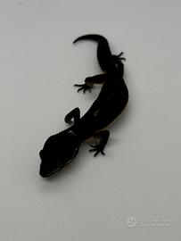 Geco leopardino