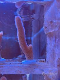 Stylophora Pistillata Milka