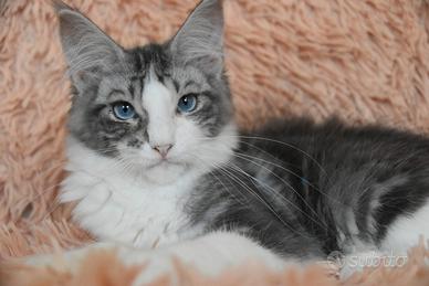 Maine coon occhi azzurri