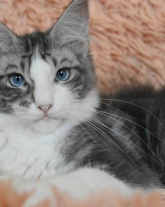 Maine coon occhi azzurri