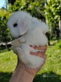 Cuccioli coniglio minilop