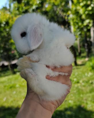 Cuccioli coniglio minilop