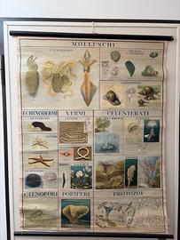 Poster carta telata vintage Artropodi e Molluschi