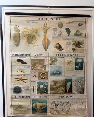 Poster carta telata vintage Artropodi e Molluschi