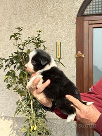 Cuccioli di border collie
