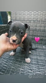 Amstaff con pedigree