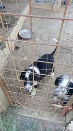 Cuccioli incrocio setter x springer ok tartufo