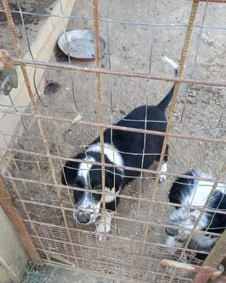 Cuccioli incrocio setter x springer ok tartufo