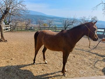 Giovane cavalla araba