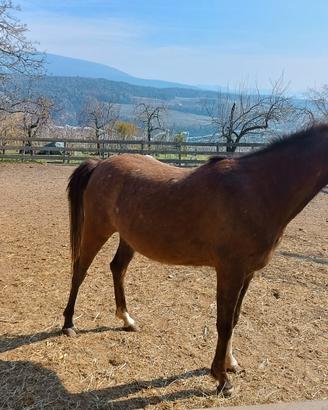 Giovane cavalla araba