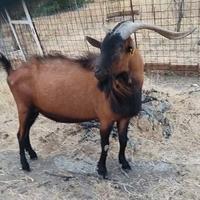 Becco camosciata delle alpi