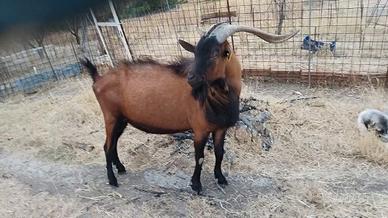 Becco camosciata delle alpi