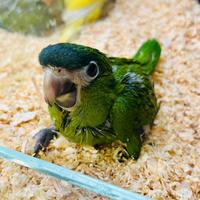 Meraviglioso pullo da imbecco di Ara Nobilis