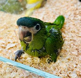 Meraviglioso pullo da imbecco di Ara Nobilis