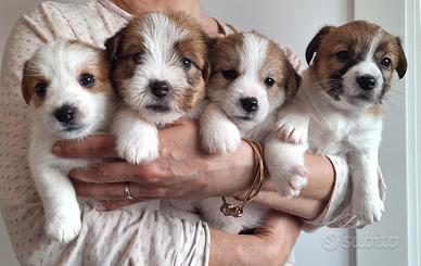 Jack Russell cuccioli