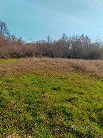 Terreno prato e bosco naturale zona no caos