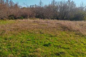 Terreno prato e bosco naturale zona no caos