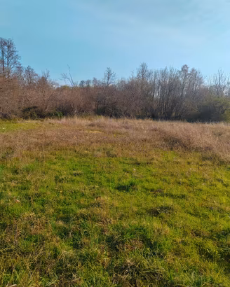 Terreno prato e bosco naturale zona no caos