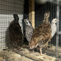 Quaglie e Colini della Virginia