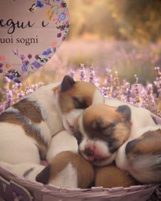 Jack Russell terrier