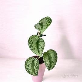 SCINDAPSUS TREBIE