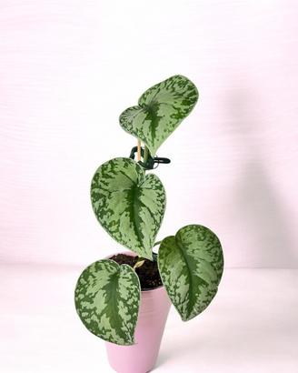 SCINDAPSUS TREBIE