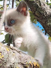 regalasi gattini mamma siamese