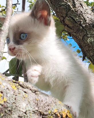 regalasi gattini mamma siamese