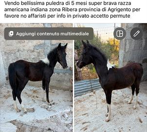 Puledra