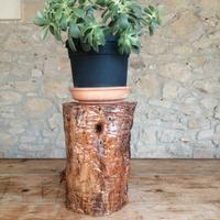 Ceppo in legno di ulivo 