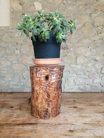 Ceppo in legno di ulivo 