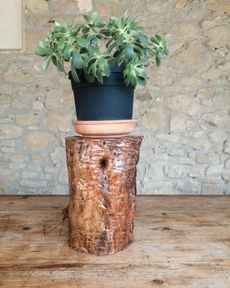 Ceppo in legno di ulivo 