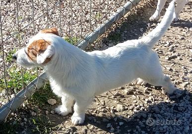 Jack russell terrier per accoppiamento