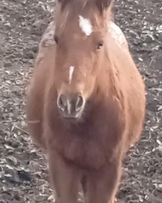 Puledro Quarter Appaloosa