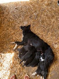 Cuccioli Border collie