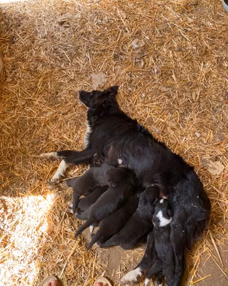 Cuccioli Border collie