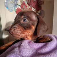 Cuccioli di bassotto nano