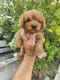 Maltipoo mini toy