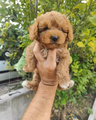 Maltipoo mini toy