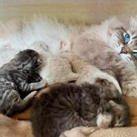 Gattini siberiani con pedigree ANFI